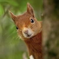 troqueur camilyn , sur mytroc