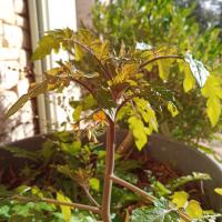 troquer avec iris84, sur mytroc