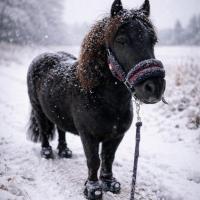 troqueur alexandrz ran6241 , sur mytroc