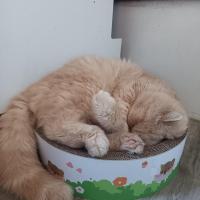 troqueur cats62 , sur mytroc