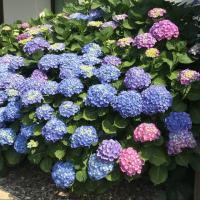 troqueur dothyy , sur mytroc