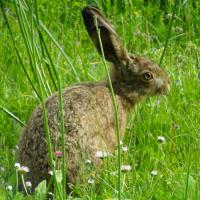 troqueur cosmos , sur mytroc