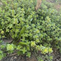troquer avec Sandflower, sur mytroc