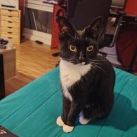 troqueur pixie59 , sur mytroc