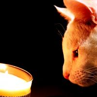 troquer avec INSIGNA38, sur mytroc