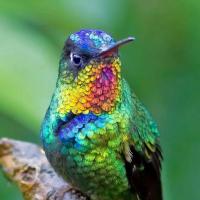troqueur colibri , sur mytroc