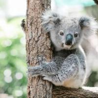 troquer avec Anne-Sophie Le Roux, sur mytroc