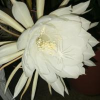 troqueur choho , sur mytroc