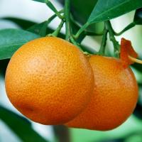 troqueur oranges , sur mytroc