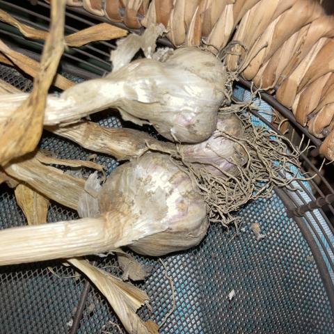 troc de  3 petites têtes d’ail, sur mytroc