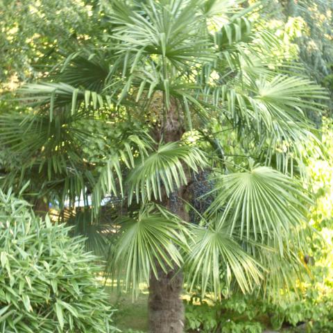 troc de  8 graines de Palmier chanvre (Trachycarpus fortunei), sur mytroc