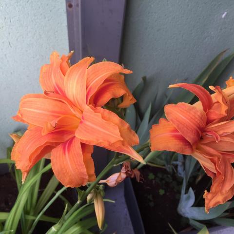 troc de  hémérocalles ORANGE fleurs doubles, sur mytroc