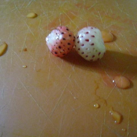 troc de  fraisiers de fraises blanches, sur mytroc