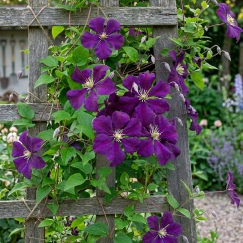 troc de  Graines de clématite pourpre, sur mytroc