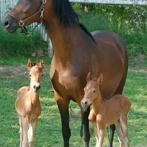troc de  Pour BULLE, sur mytroc