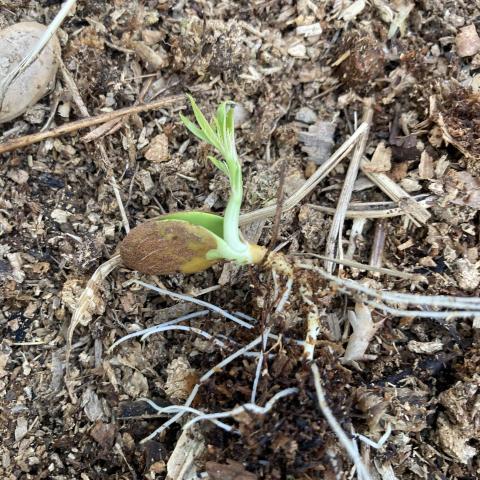 troc de  Noyau de pêche germé, sur mytroc