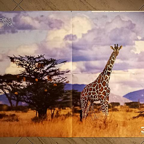 troc de  Poster girafe., sur mytroc