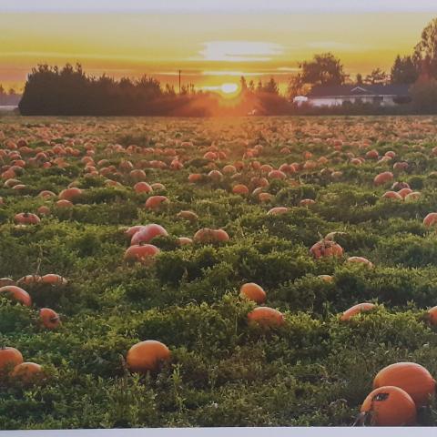 troc de  Cartes postales paysages, sur mytroc