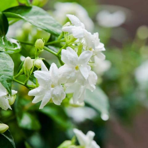 troc de  Jasmin vivace, sur mytroc