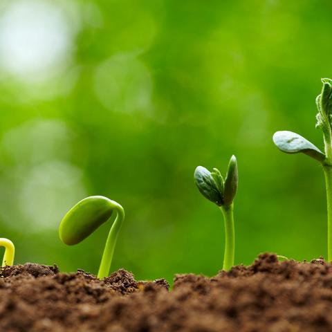 troc de  Grand choix de graines, sur mytroc