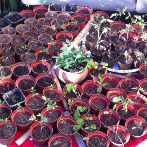 troc de  Troc Plants de Tomates et Fraises des Bois, sur mytroc
