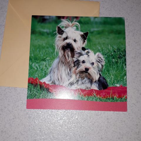 troc de  Carte postale chien, sur mytroc