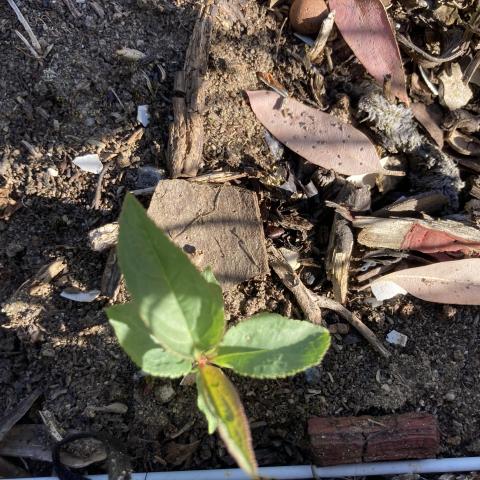 troc de  Jeune plant de prunier reine Claude, sur mytroc