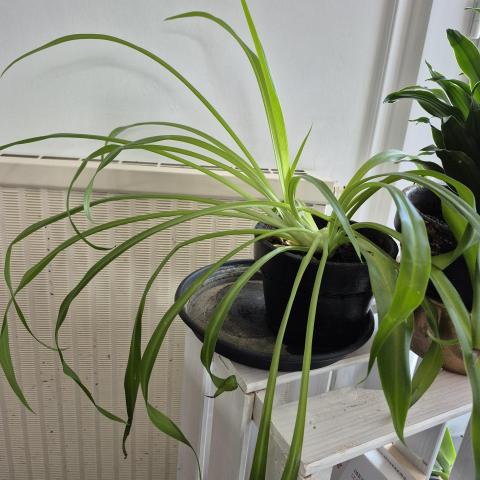troc de  Plante verte, sur mytroc