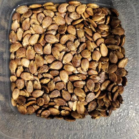 troc de  Graines de pastèque sugar baby, sur mytroc