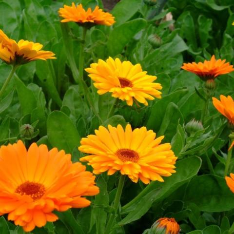 troc de  Graines de Calendula (souci), sur mytroc