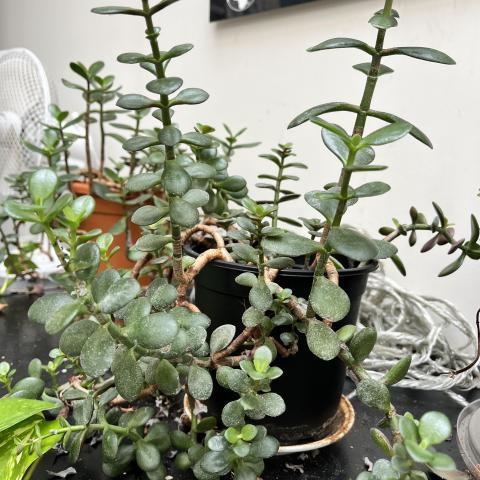 troc de  Crassula : l’arbre de Jade Bouture, sur mytroc