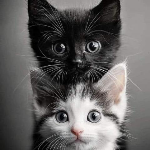 troc de  Pour VEVER, sur mytroc