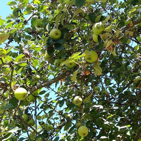 troc de  Compote de pommes du jardin (non traitées!), sur mytroc