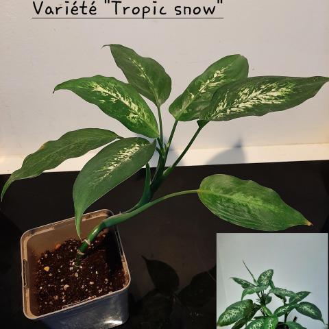 troc de  Dieffenbachia, sur mytroc