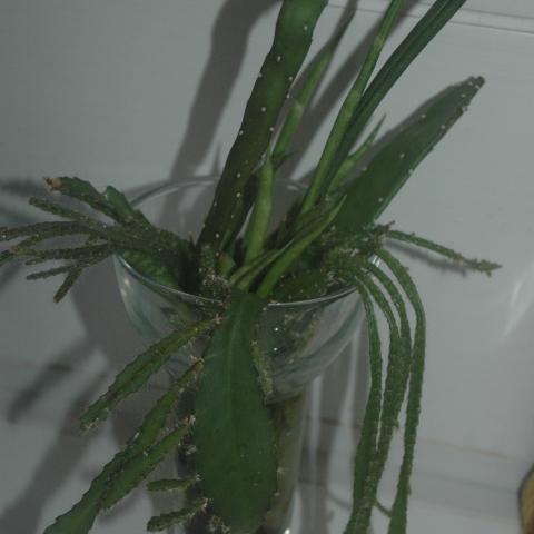 troc de  boutures plantes grasses (b), sur mytroc