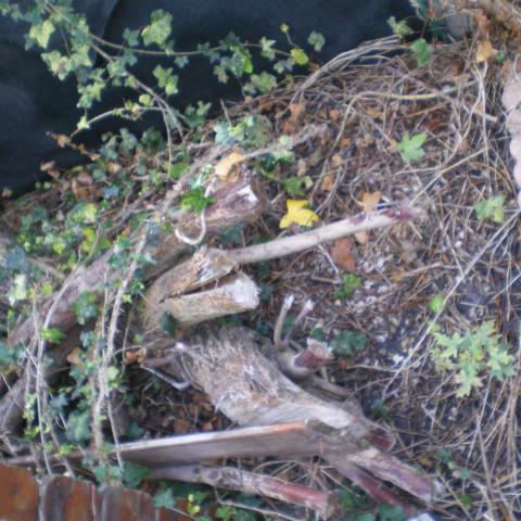troc de  Un Arbre (à recycler) + Cabane de Jardin, sur mytroc