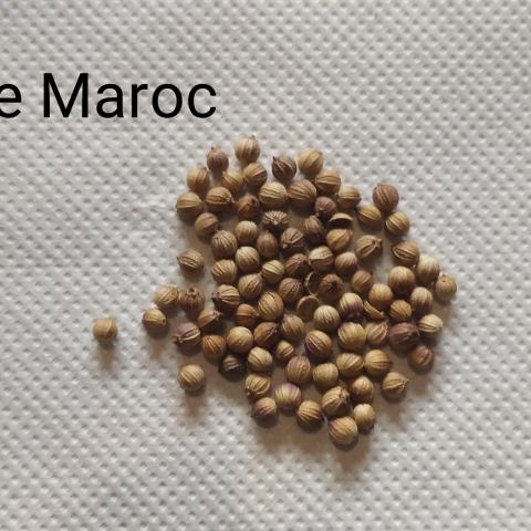 troc de  Coriandre Maroc, sur mytroc