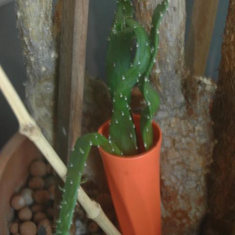 troc de  Boutures en don, sur mytroc