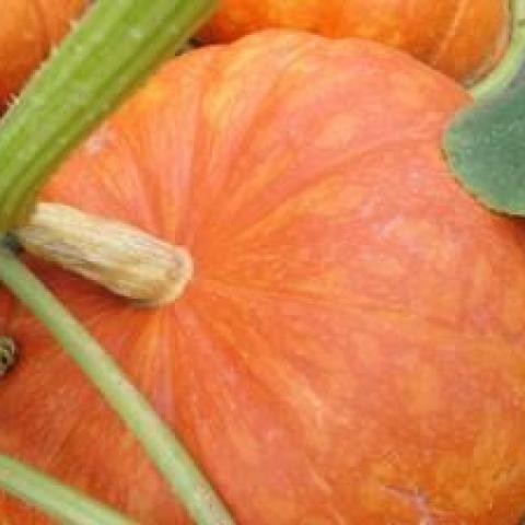 troc de  10 graines de potiron orange, sur mytroc