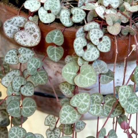 troc de  je recherche quelques boutures de cette plante, sur mytroc