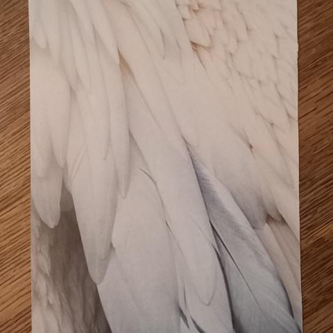 troc de  Image "Plumage blanc"., sur mytroc