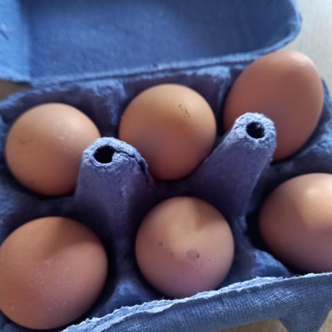 troc de  6 œufs de poule bio, sur mytroc