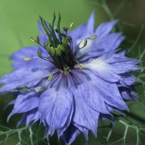 troc de  Graines de nigelle, sur mytroc