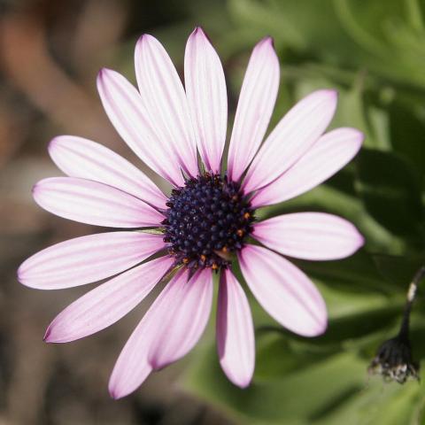 troc de  graines de marguerites du cap (dimorphoceta sinuata), sur mytroc