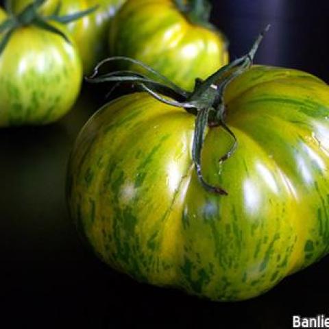 troc de  87 - TOMATE VERTE ZEBREE GRAINES, sur mytroc