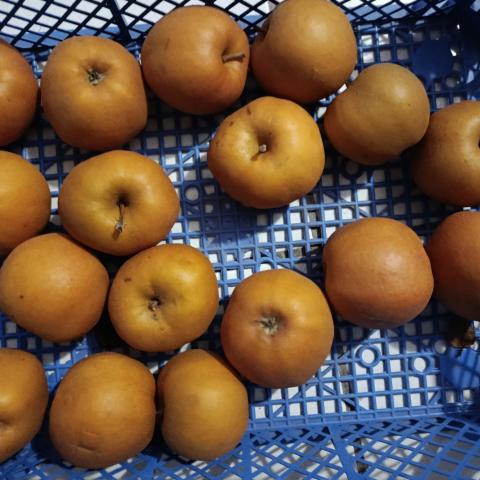 troc de  Pommes reinettes grises sans pesticides, sur mytroc