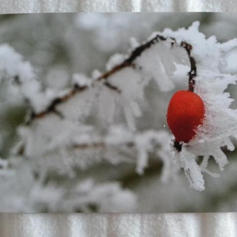 troc de  Carte "branche sous la neige & le givre" + son enveloppe blanche, sur mytroc