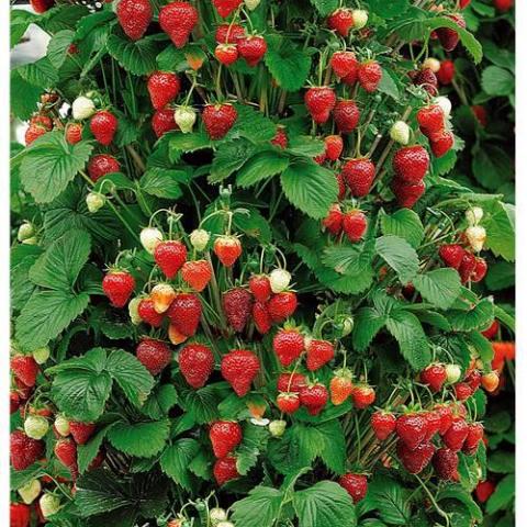 troc de  Cherche: fraisiers, framboisiers, groseilliers, & herbes aromatiq, sur mytroc