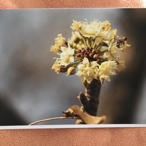 troc de  Grande carte & son enveloppe fleur butinée par une abeille, sur mytroc