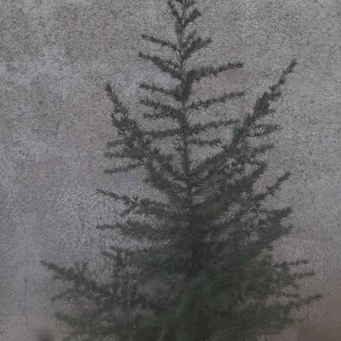 troc de  cèdre bleu, sur mytroc